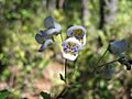 Jovellana punctata 001