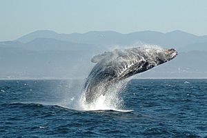 Jumping Humpback whale