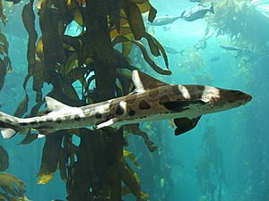 Leopard shark (Triakis semifasciata) 01