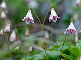 Linnaea borealis