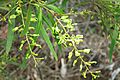 Lomatia myricoides IMG 5949 (12148109653)