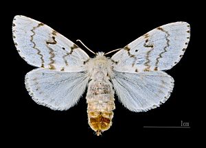 Lymantria dispar MHNT.CUT.2012.0.357 Claix (Isère) Female Dos.jpg