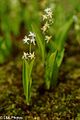 Maianthemum trifolium