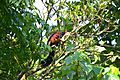 Malabar giant squirrel gavi