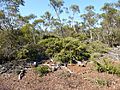 Melaleuca marginata (habit)