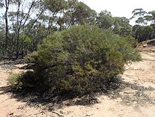 Melaleuca protrusa habit (2)