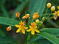 Milkweed Asclepias curassavica 'Silky Gold' Flowers 2400px