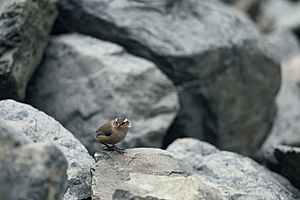 NZ Rock Wren among Rocks