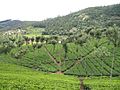 Nilgiris Tea Plantation