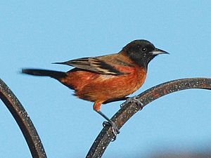 Orchard Oriole