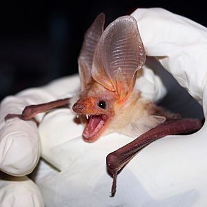 Pallid Bat (Antrozous pallidus)