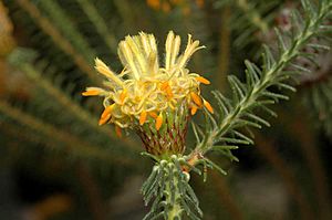 Petrophile ericifolia detail