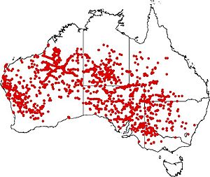 Pied Honeyeater distribution Oct 2014.jpg