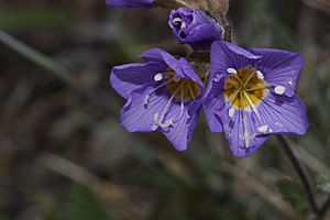 Polemonium pulcherrimum 6317.JPG