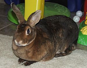 Rabbit minirex doe castor