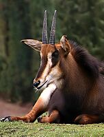 Rappenantilope-06