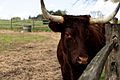 RedDevonCowMountVernon