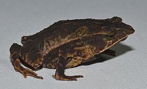 Rhinella macrorhina.jpg