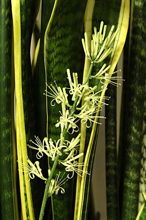 Sansevieria trifasciata flower.jpg