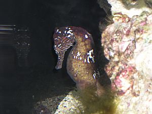 Seahorse2.JPG