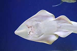 ShovelnoseGuitarfish01.JPG