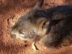 Southern Hairy-Nosed Wombat