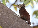 Straight-billed Woodcreeper.jpg