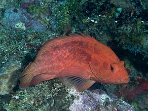 Strawberry grouper (Cephalopholis spiloparaea) (48279161766).jpg