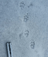 Striped skunk tracks