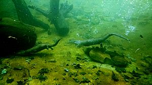 Swimming River Otters at Grandfather Mountain