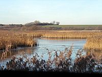 The marshes at Stodmarsh - geograph.org.uk - 88636.jpg