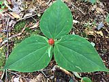 Trillium undulatum fruiting along the Lake Mansfield Trail in Vermont USA