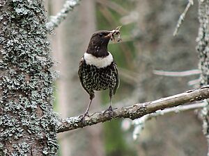 Turdus torquatus, kos ogrličar