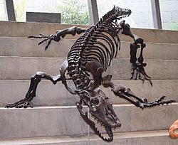 Varanus priscus Melbourne Museum.jpg