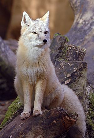 Vulpes corsac.jpg