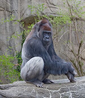 WesternLowlandGorilla03