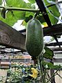 Winter melon in backyard