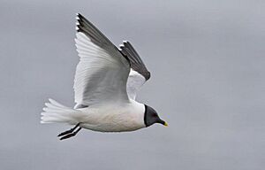 Xema sabini -Iceland -flying-8 (6)