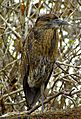 Yellow-crowned Night Heron, juvenile, Genovesa