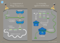 12 Hegasy Cas9 Immun Wiki E CCBYSA