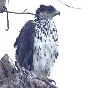 African Hawk Eagle (6608154801)