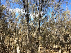 Allocasuarina huegeliana 1.jpg