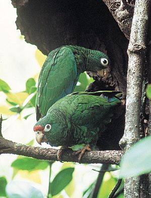 Amazona vittata