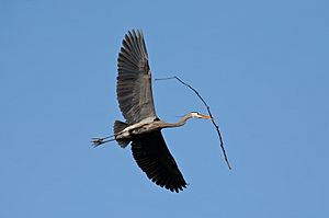 Ardea herodias -Illinois, USA -flying-8