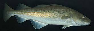 Atlantic-cod-1