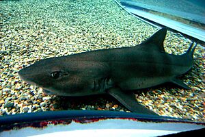 Banded houndshark osaka