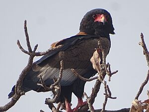 Bateleur des savanes