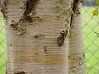 Betula papyrifera1.jpg