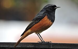 Black redstart, Sector 38 West, Chandigarh, India