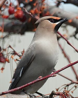 Bohemian Waxwing (Bombycilla garrulus) 02